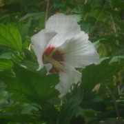 7th Aug 2021 - Flower #2: A Different Rose of Sharon