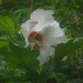 Flower #2: A Different Rose of Sharon by spanishliz
