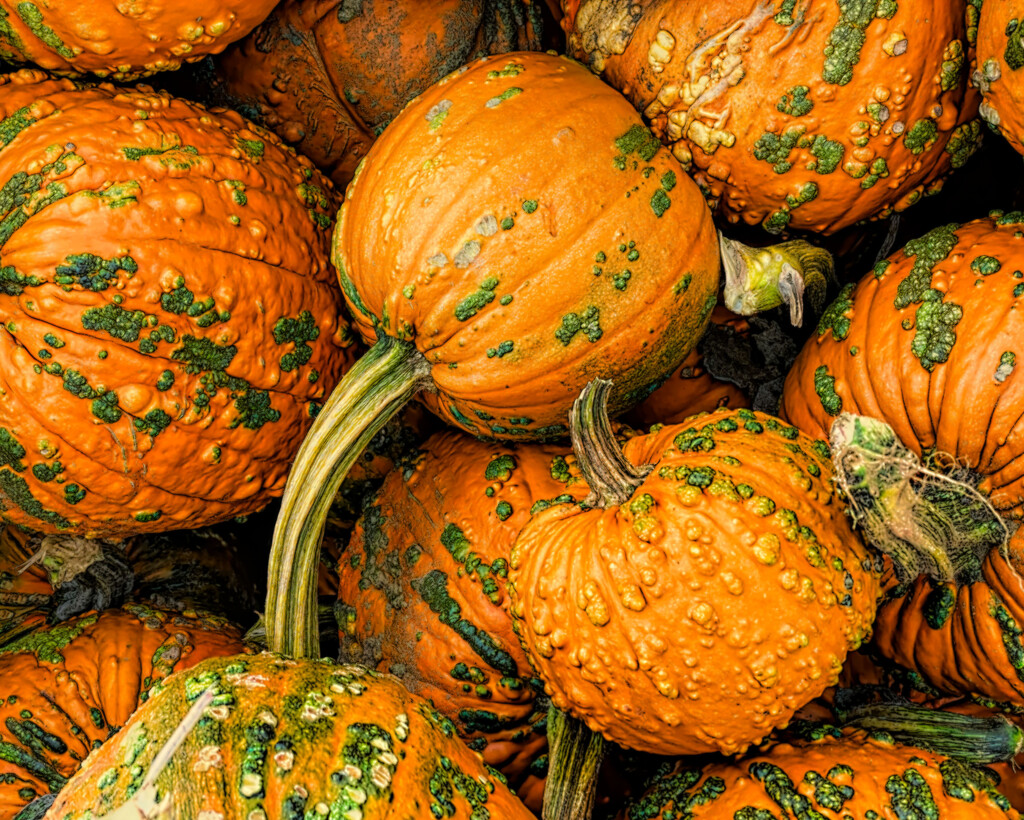 Pumpkins by joansmor