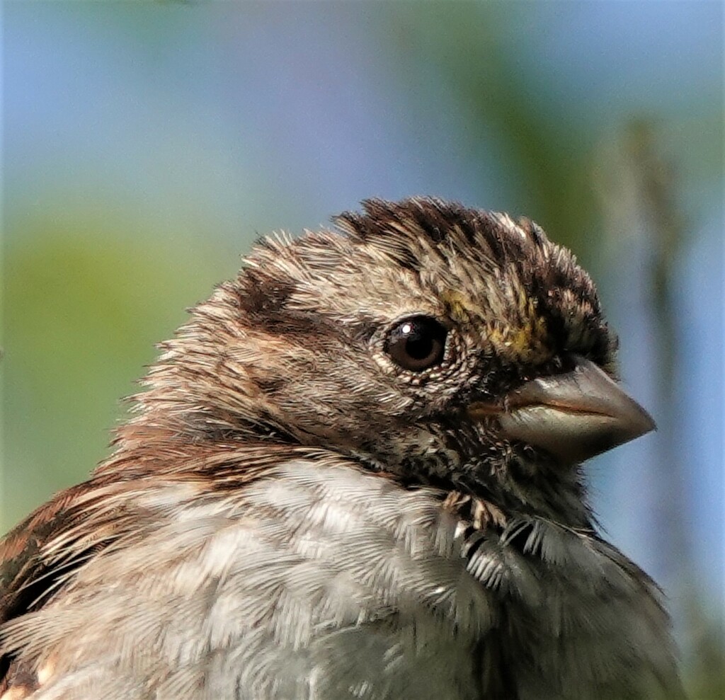 Immature white-throated sparrow by radiogirl