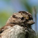 Immature white-throated sparrow by radiogirl