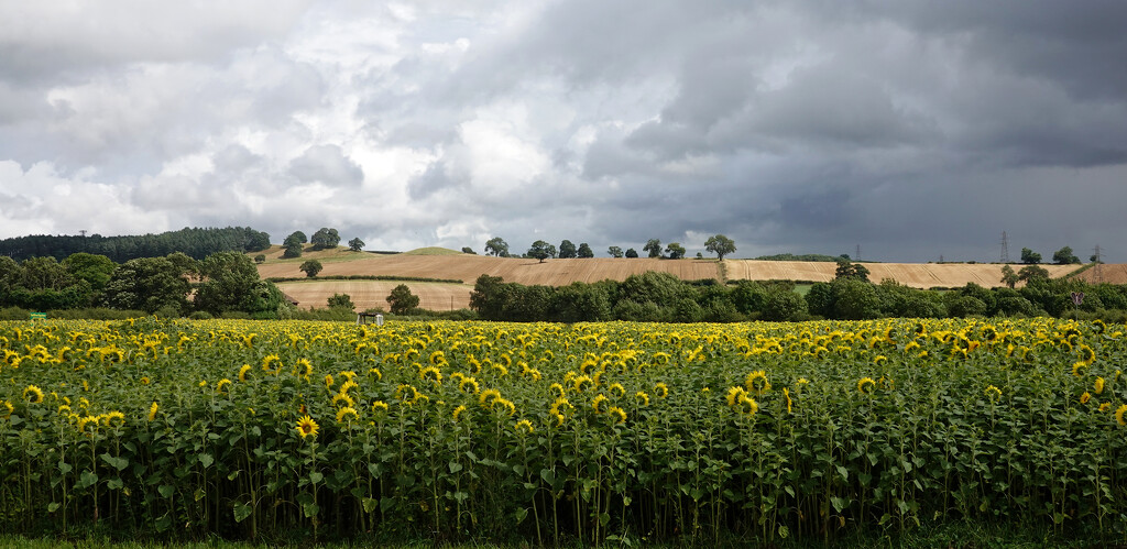 Oxton Sunflower Fields by phil_howcroft