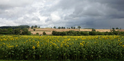 6th Aug 2021 - Oxton Sunflower Fields