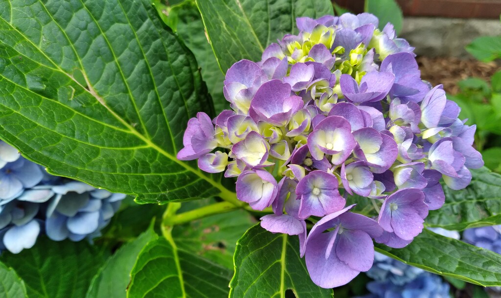 Hydrangeas  by julie