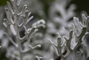 7th Aug 2021 - Dusty Miller 