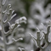 Dusty Miller  by pdulis