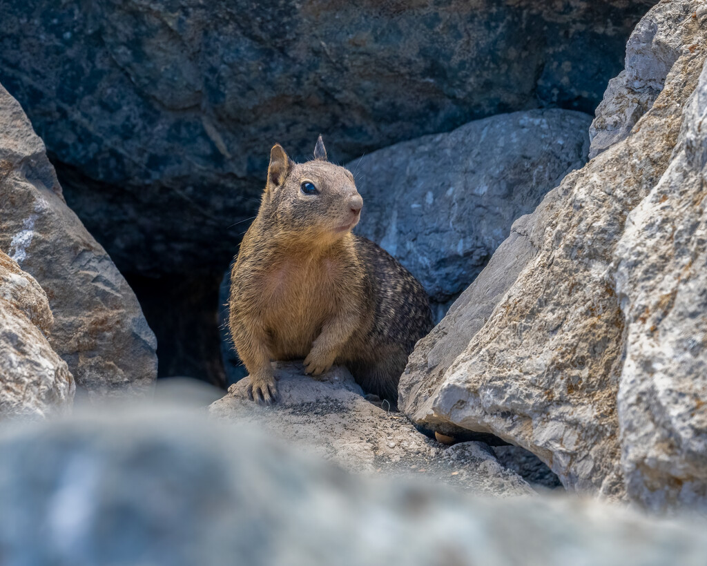 California Ground Squirrel by nicoleweg