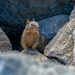 California Ground Squirrel by nicoleweg