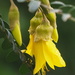 Kowhai Tree flower