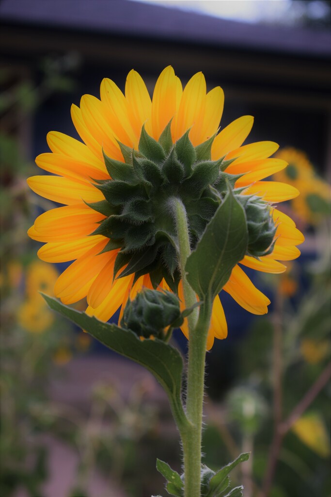 Sunflower from the back by sandlily