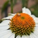 Ladybug, ladybug fly away home. by sandlily