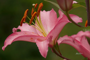 7th Aug 2021 - ~Lily~