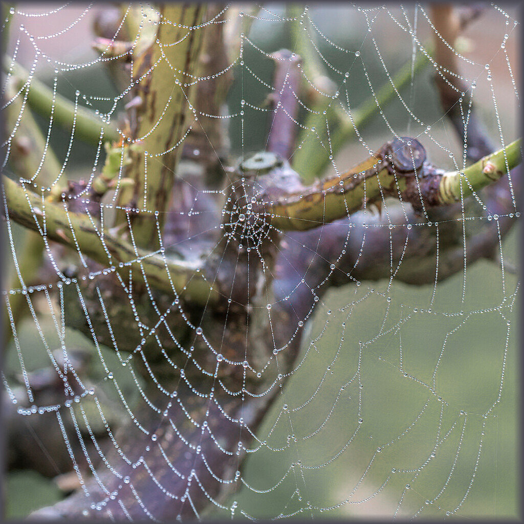 My first spiderweb by ludwigsdiana