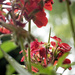 snail in geranium garden-Get Pushed Challenge by myhrhelper