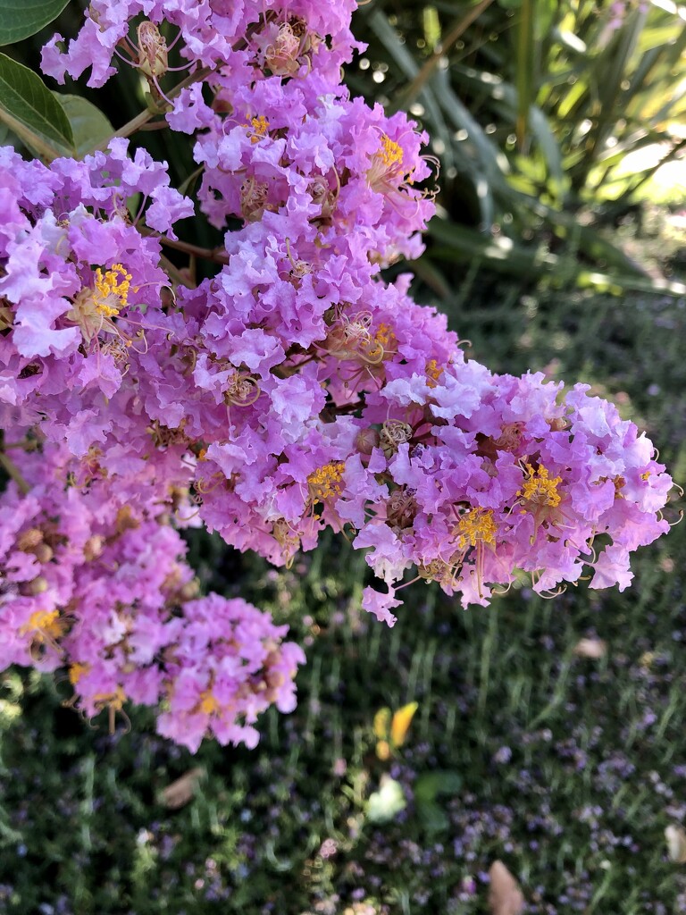 Crape Myrtle by loweygrace