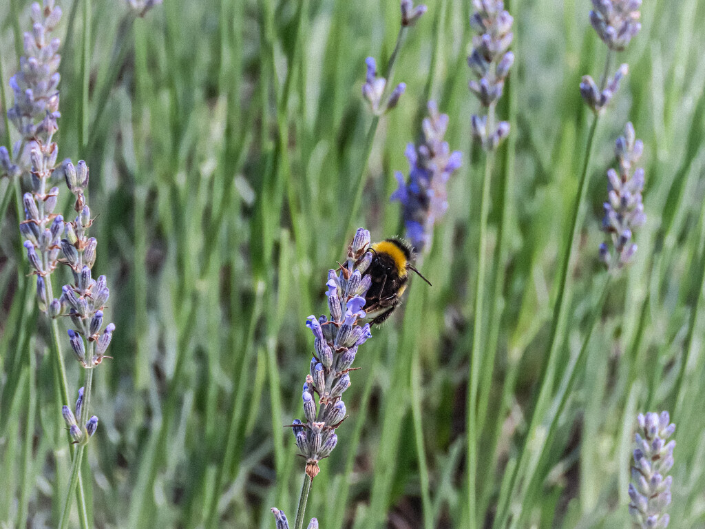 Bee on Lavendar by mumswaby