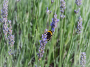 8th Aug 2021 - Bee on Lavendar