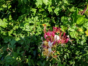 2nd Aug 2021 - Colour In The Hedgerow