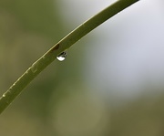 8th Aug 2021 - Just a drop