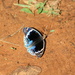 Butterfly on Red Dirt by leestevo