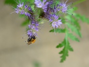 8th Aug 2021 - Phacelia and bee........