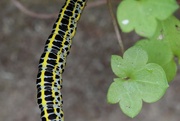 8th Aug 2021 - Caterpillar