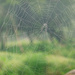 Spider web by ljmanning