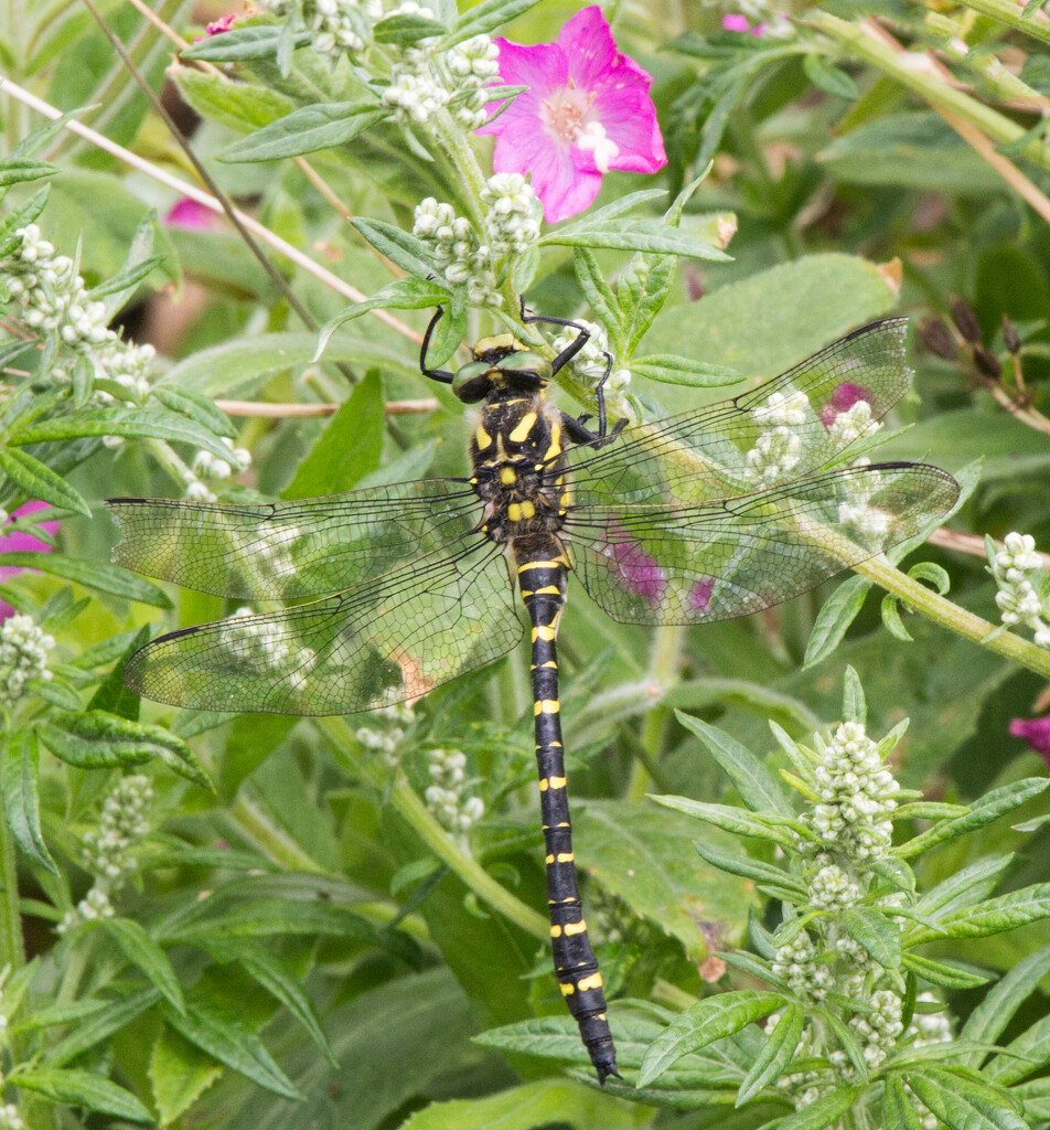 Golden ringed dragonfly by busylady