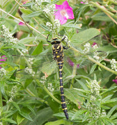 2nd Aug 2021 - Golden ringed dragonfly