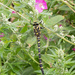 Golden ringed dragonfly by busylady