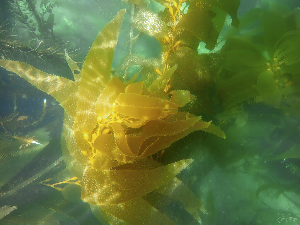Dancing Kelp  by jgpittenger