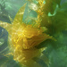 Dancing Kelp  by jgpittenger