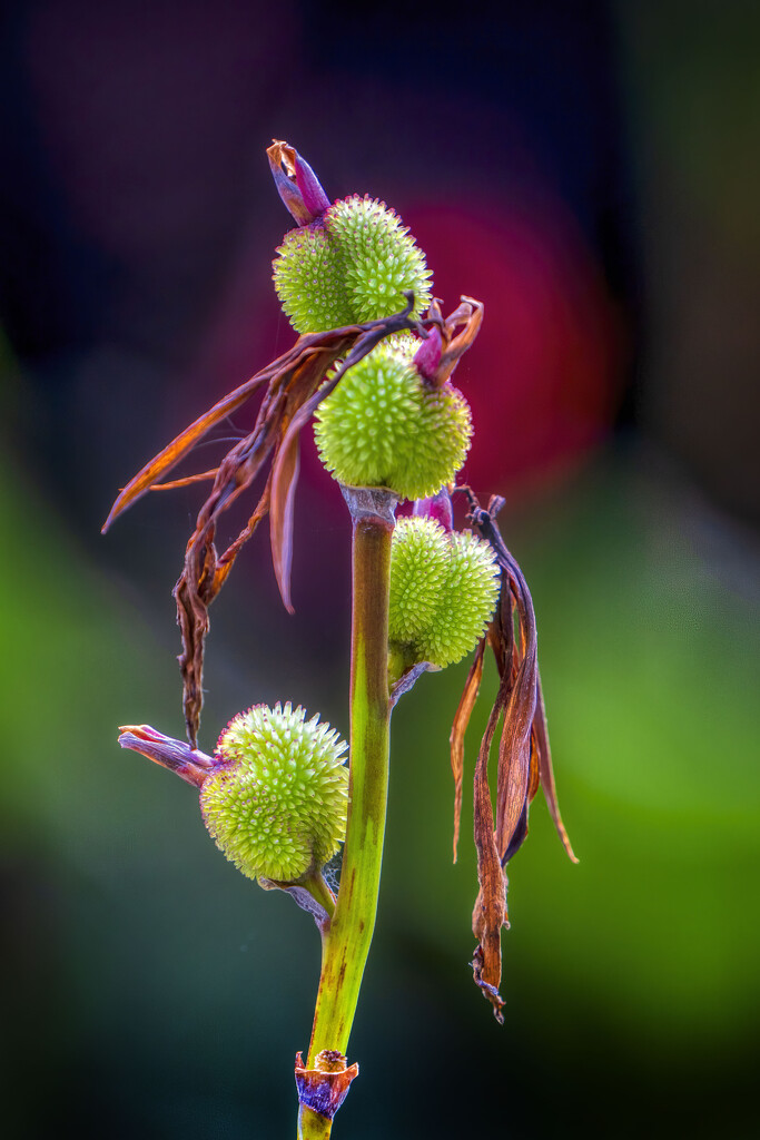 Canna Seed Pods by kvphoto