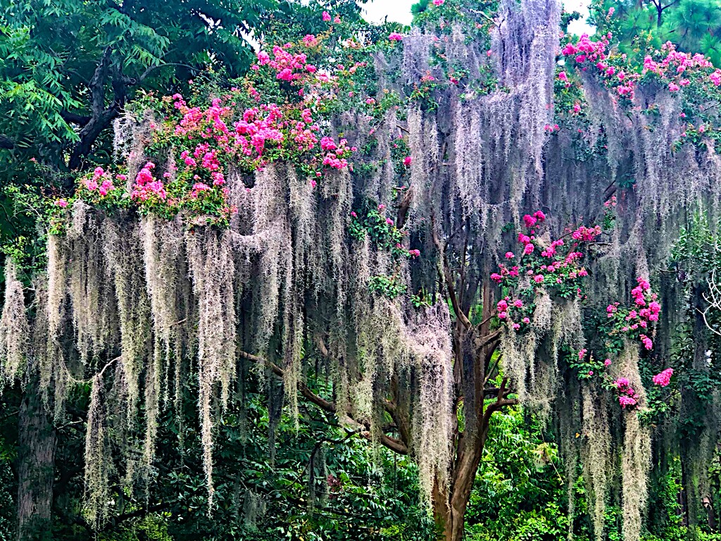 Crape myrtle and Spanish moss by congaree