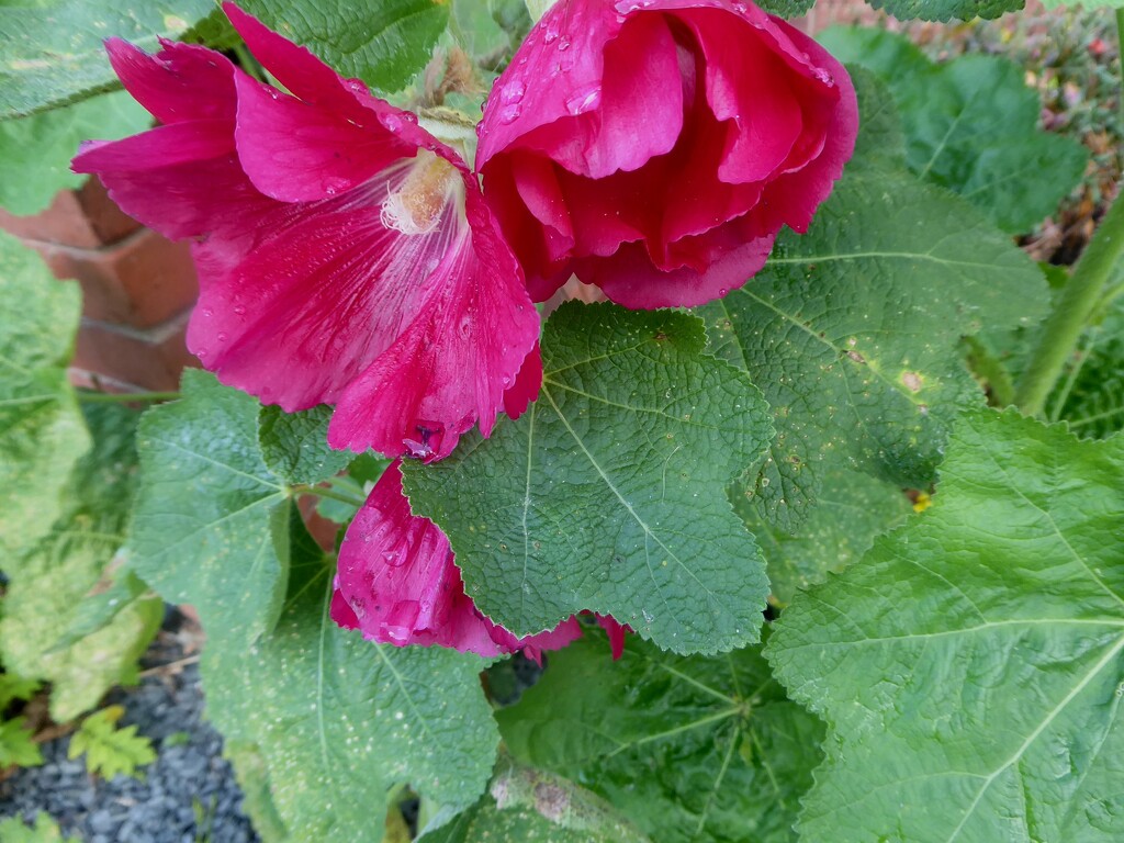 Hollyhock after the rain by snowy