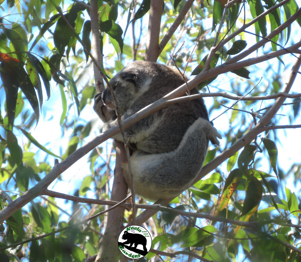 nowhere I can't reach by koalagardens