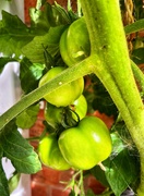 8th Aug 2021 - Tomatoes 