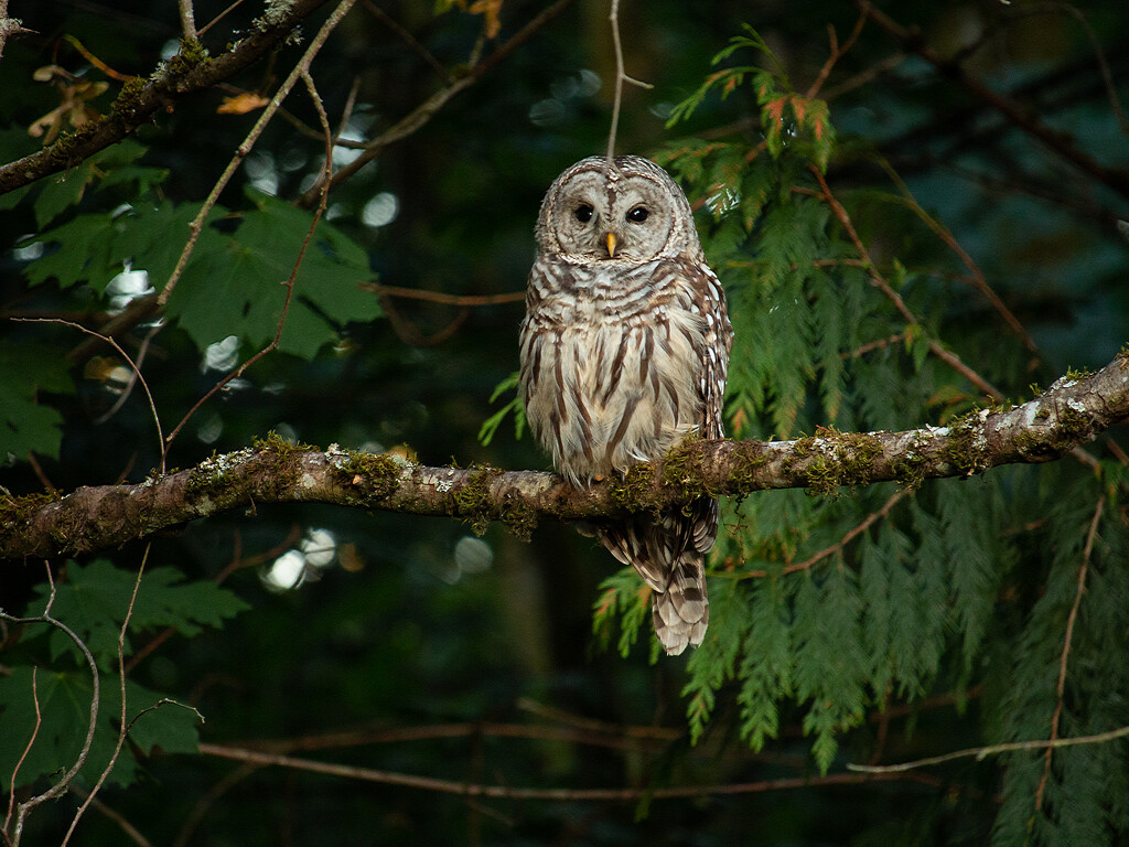 Barred Owl by nanderson