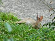 8th Aug 2021 - Rabbit in Flower Bed 