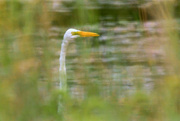 5th Aug 2021 - The Eye of the Egret
