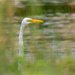 The Eye of the Egret by kareenking