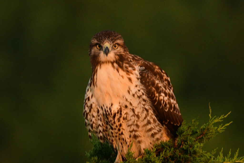 Juvenile Hawk in a Sea of Green by kareenking