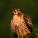 Juvenile Hawk in a Sea of Green by kareenking