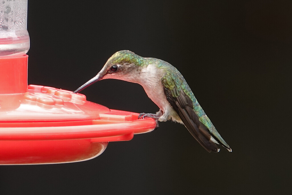 Hummingbird at the feeder by annepann