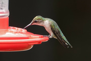 8th Aug 2021 - Hummingbird at the feeder