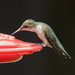 Hummingbird at the feeder by annepann