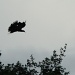 pigeon taking off from nearby tree - heavy crop by lbmcshutter