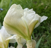 11th May 2021 - Iris from below [Travel day]