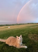8th Aug 2021 - Gus and the Rainbow