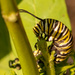 Monarch Caterpillar Eating Away! by rickster549